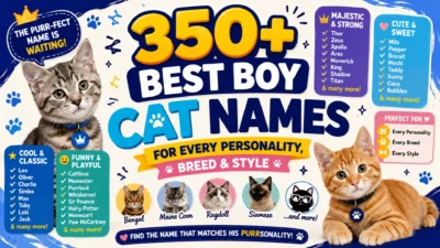 Bright 1920×1080 banner featuring adorable male cats of different breeds with playful paw prints, colorful typography, pet accessories, and the headline “350+ Best Boy Cat Names for Every Personality, Breed & Style.”